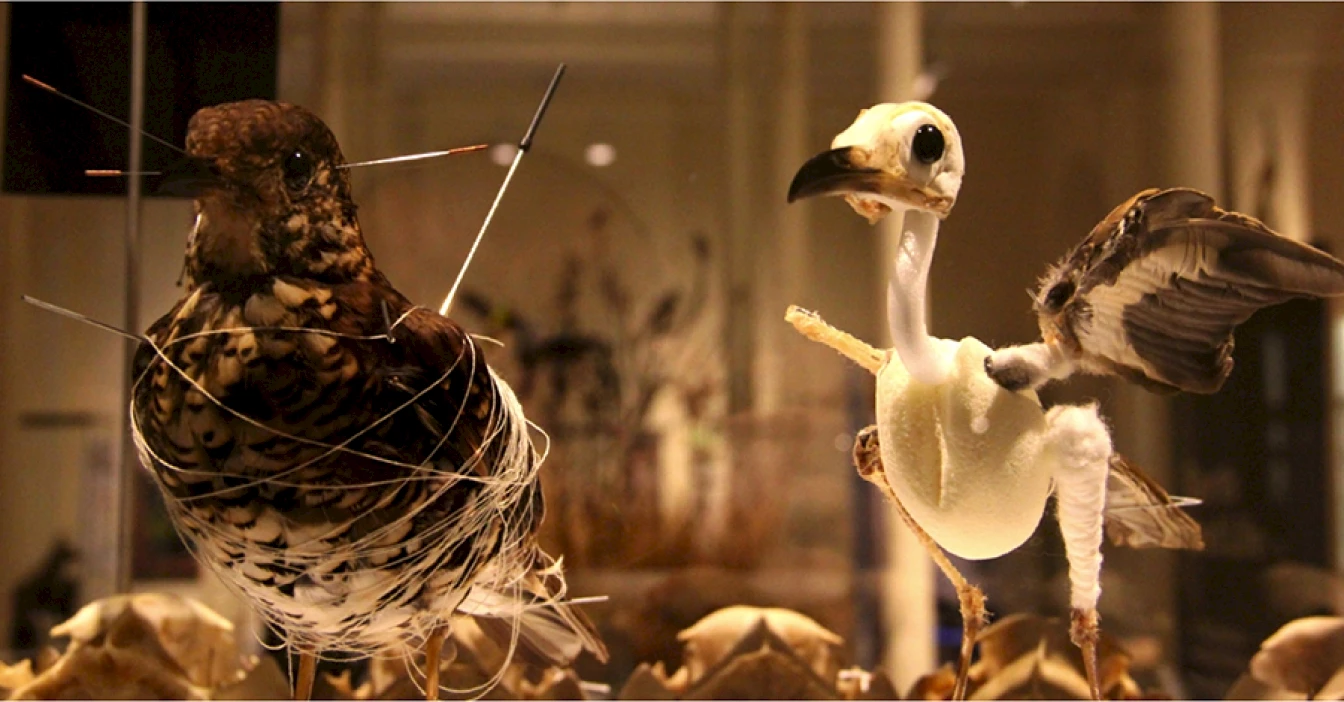 Birds in the Tasmanian