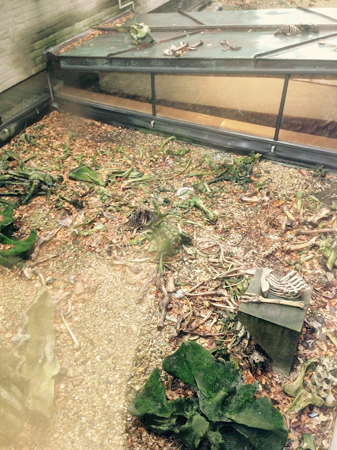 Bones in the courtyard of Het