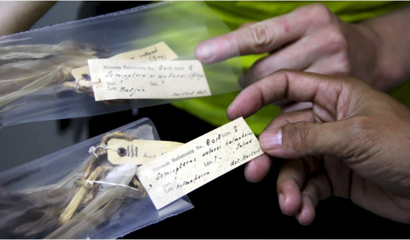 Semioptera wallacei specimens in the