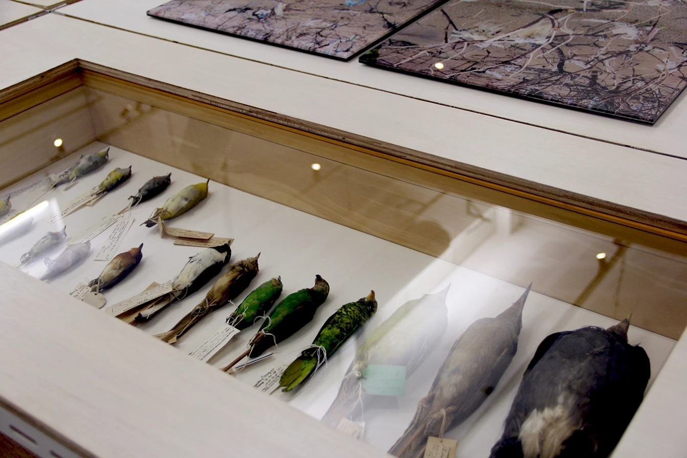 125,660 Specimens of Natural History (detail of Table 19, including bird