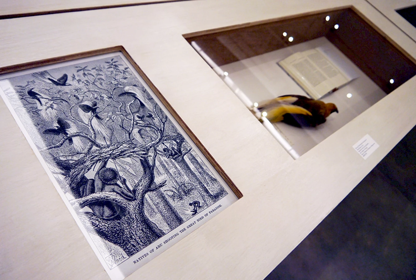 125,660 Specimens of Natural History (detail of Table 19