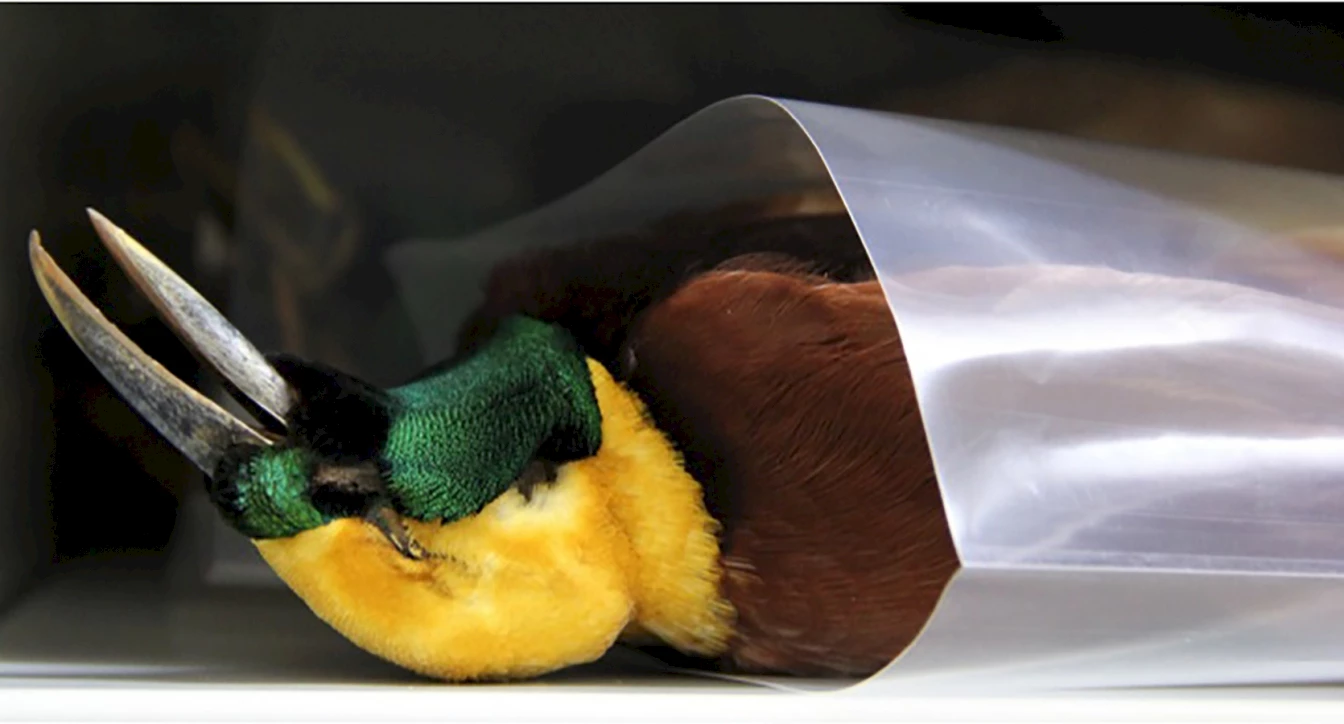 Bird of Paradise in the ornithological collection