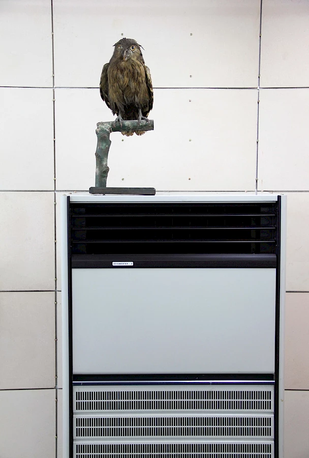 Taxidermy specimen perched