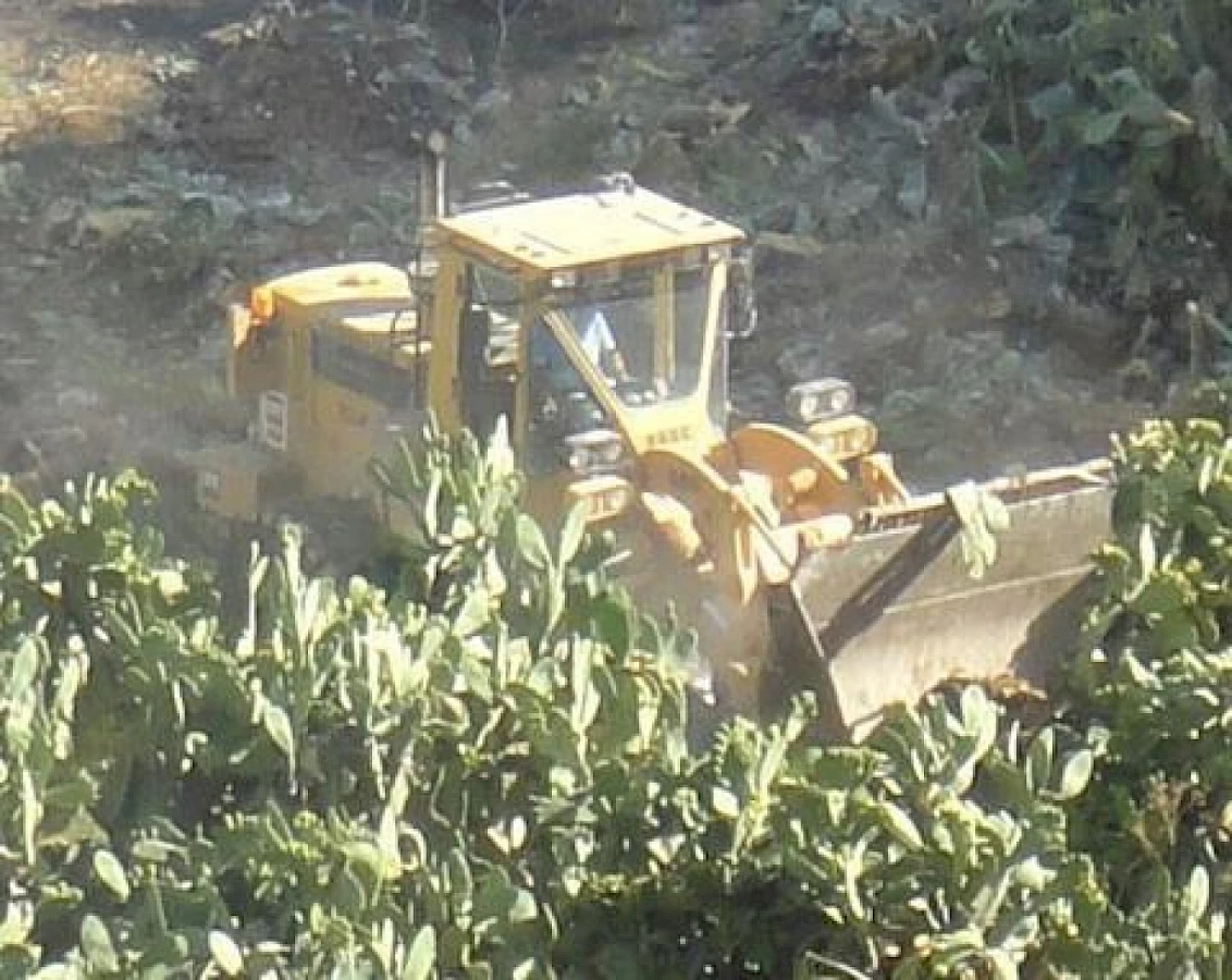 Mazzan Cactus orchards being bulldozed in September 2012 EN